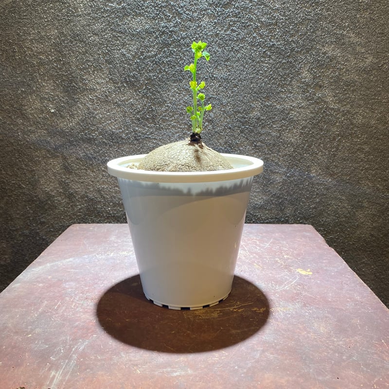 ステファニアエレクタ　植木鉢のまま タイ仕入れ日記④】 僕の大好きなステファニアと、タイの