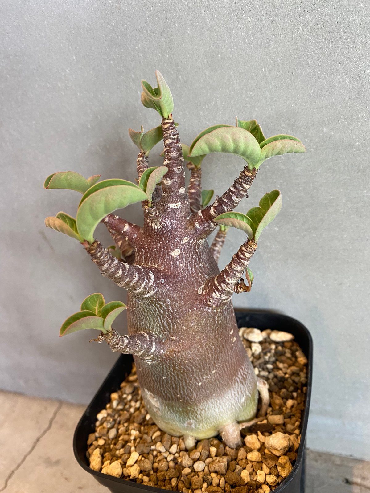 アデニウム ブラックゴジラ アデニウム ブラックゴジラ（希少・美株