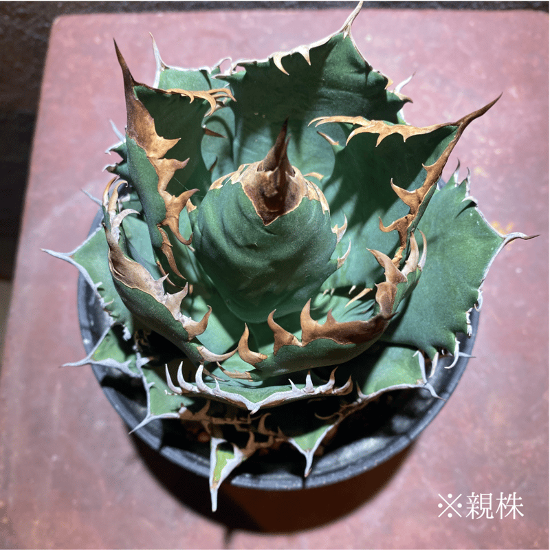 OSP育成株】【発根済み子株】オアハカ・オテロイ | GABA OSP育成株】【発根済み子株】オアハカ・オテロイ | GABA