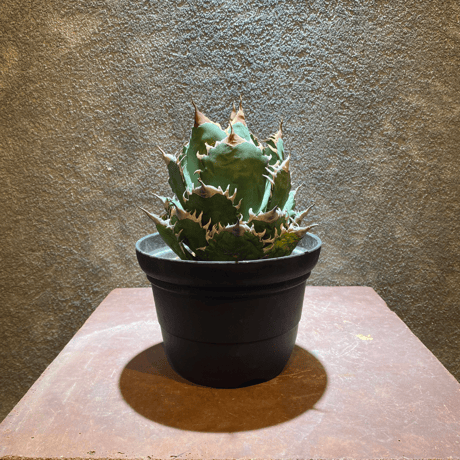 CATEGORY アガベ | GABA