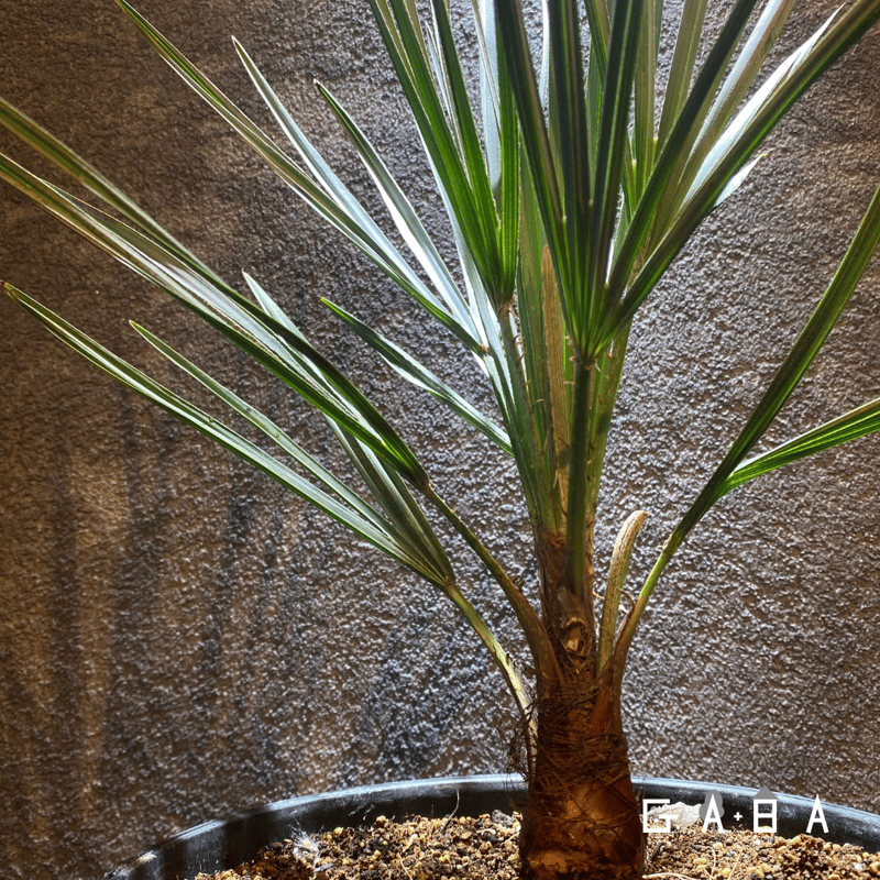 値下げしました！現品販売　チャメロプス　フリミス　10号大株　F 値下げしました！現品販売 チャメロプス フリミス 10号大株 F 鉢 10 号