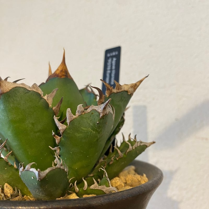 アガベ・チタノタ【ヨーロッパFO76】 | GABA