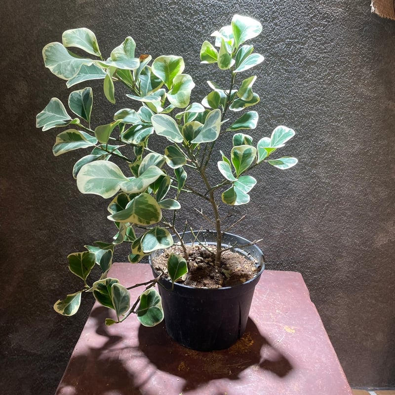 フィカス・スイートハート | GABA