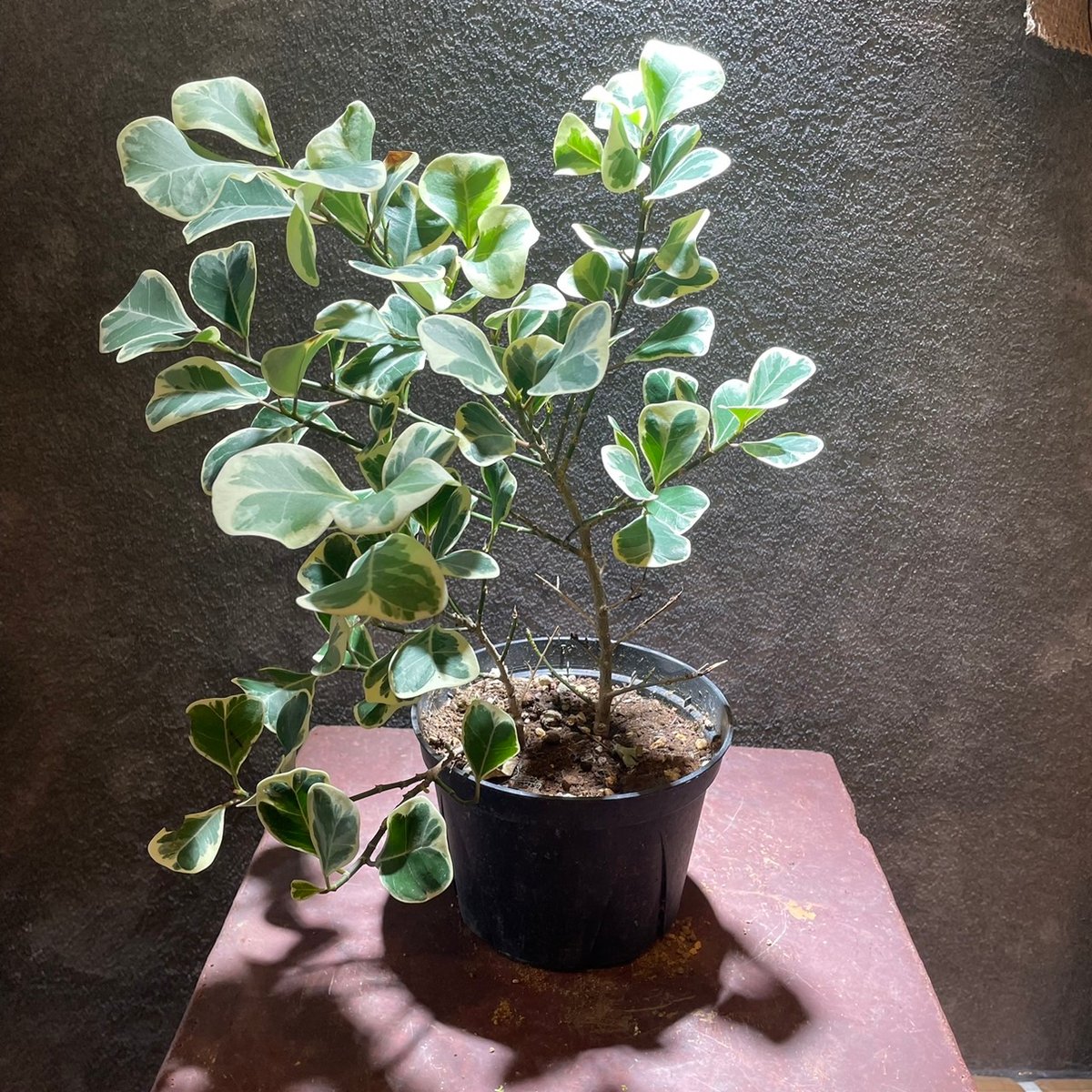 フィカス・スイートハート | GABA