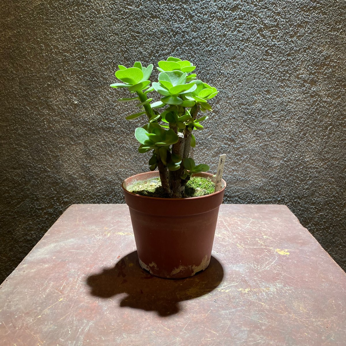 モロコエンシス | GABA