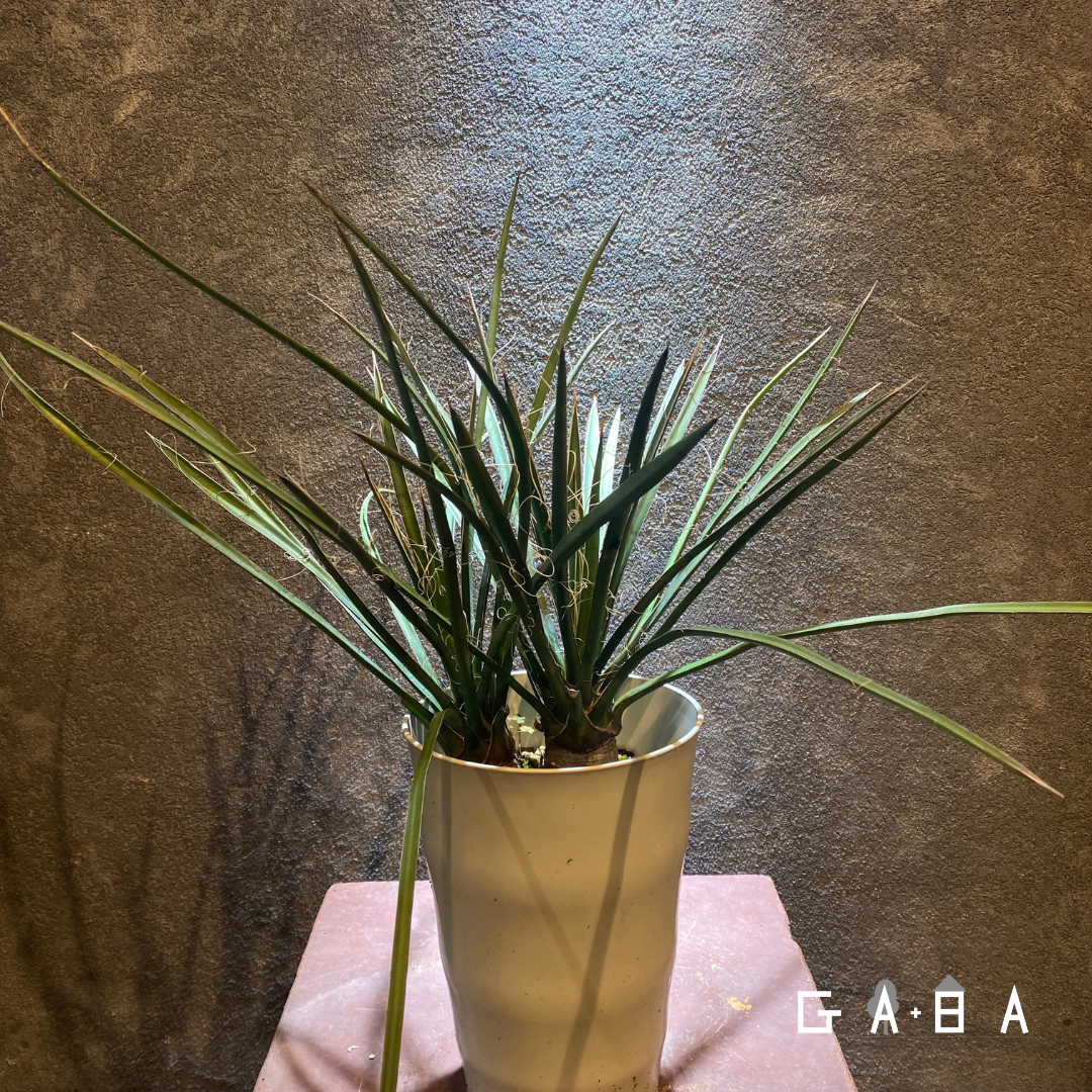 ユッカ・バッカタ | GABA