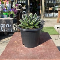 OSP育成株】アガベ・オアハカ オテロイ | GABA