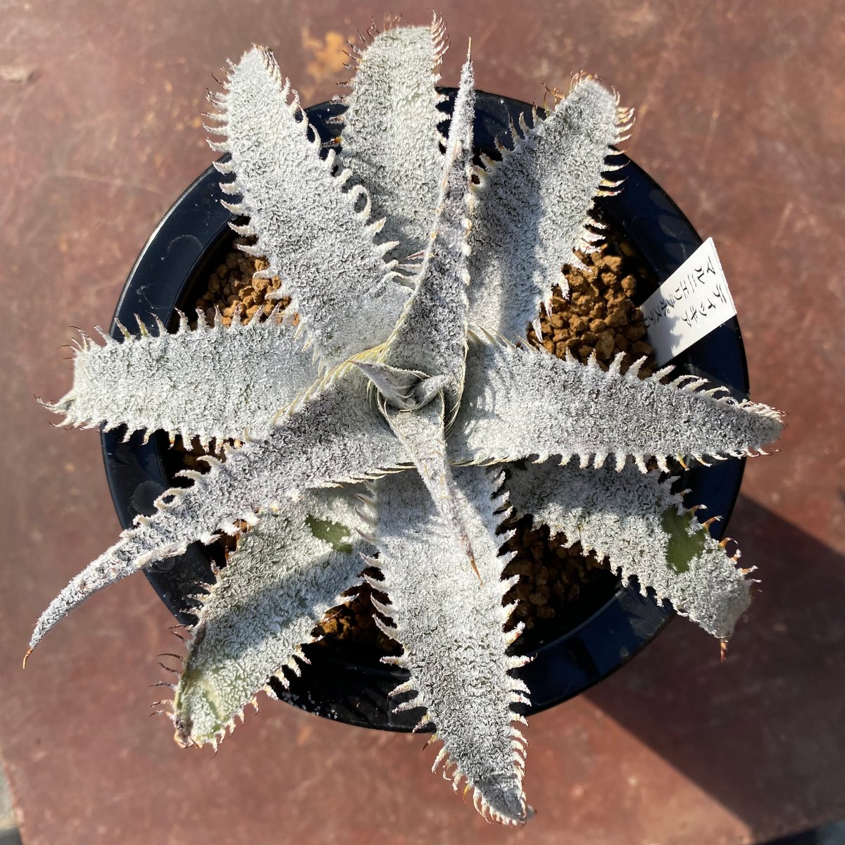 ブロメリア・エアープランツ Dyckia marnier-lapostollei, Giant Blue Dyckia marnier-lapostollei 'Giant Blue' F1 | Dyckia Maniax