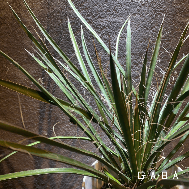 ユッカ・バッカタ | GABA