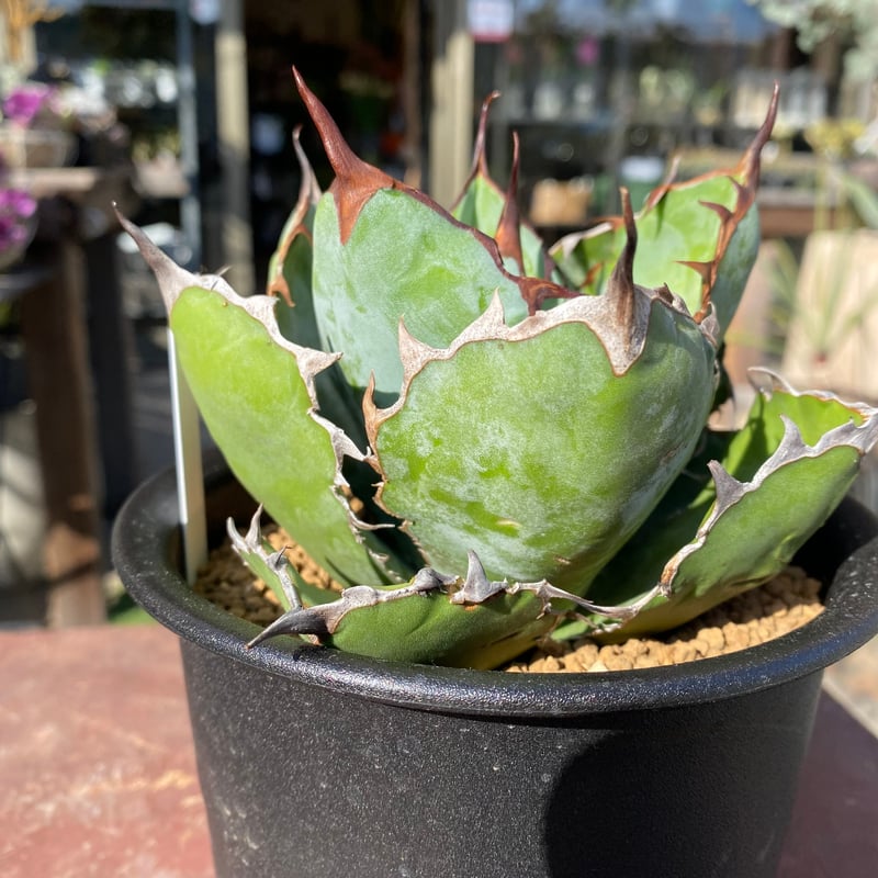 アガベ チタノタ 連絡用ページ アガベ チタノタ 連絡用ページ アガベ チタノタ 連絡用ページ