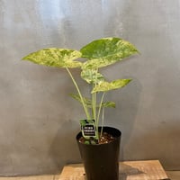 アロカシア オドラ バリエガータ　Alocasia odora 'Variegata'