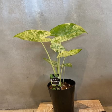 アロカシア オドラ バリエガータ　Alocasia odora 'Variegata'