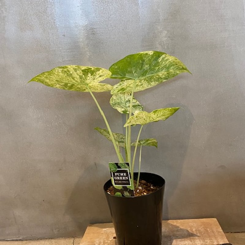 アロカシア オドラ バリエガータ Alocasia odora 'Variegata' | GABA