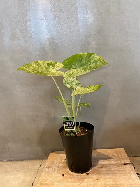 アロカシア オドラ バリエガータ Alocasia odora 'Variegata' | GABA