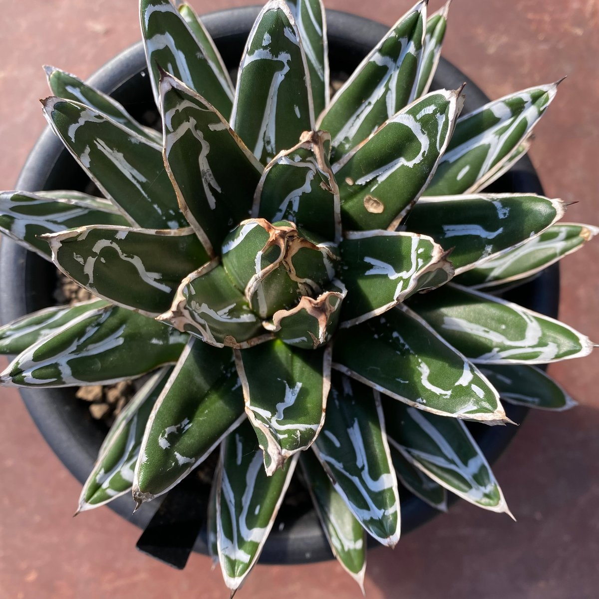 アガベ・ビクトリアレギネ【姫笹の雪】 | GABA