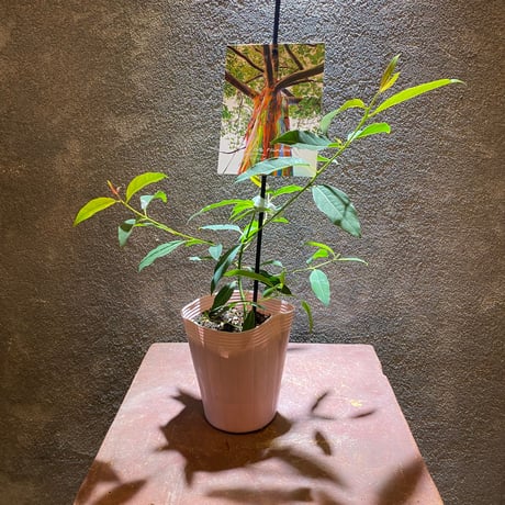 オージープランツ | STORES