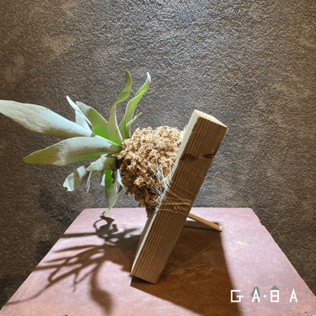 コウモリラン・ビーチィ（板付け）