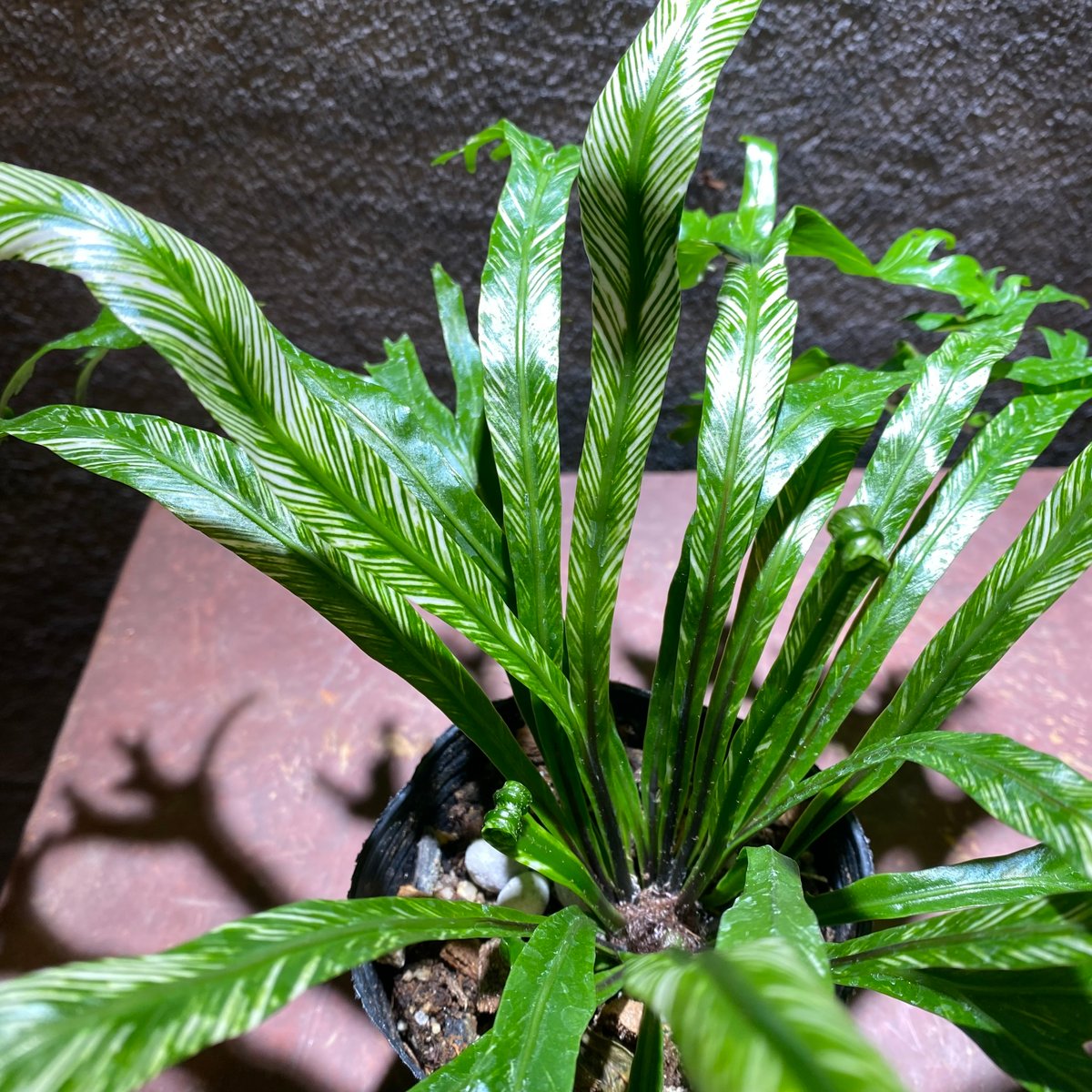 fit=scale-down,w=1200