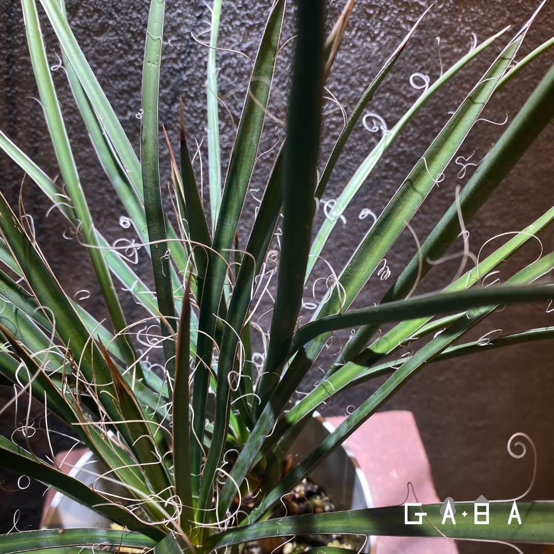 バナナユッカ☆ユッカ・バッカタ☆7号 鉢 ドライガーデン 観葉植物
