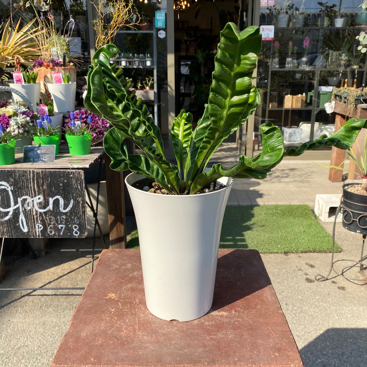 アスプレニウム・コブラ | GABA