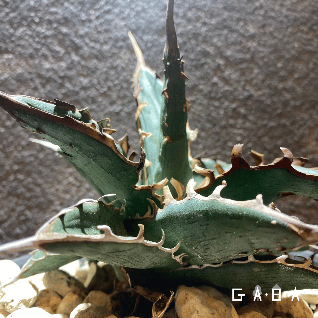 OSP育成株】アガベ・パープソラム 帝釈天 | GABA