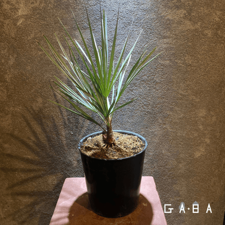 チャメロプス | STORES