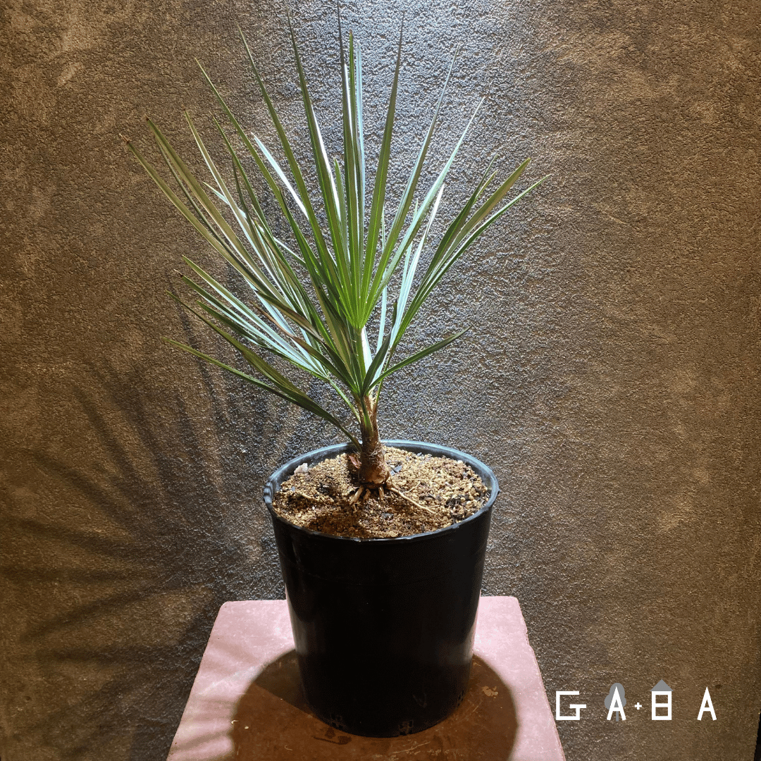 チャメロプス　フミリス　新芽展開中 チャメロプス・フミリス（水色葉選抜株） | GABA