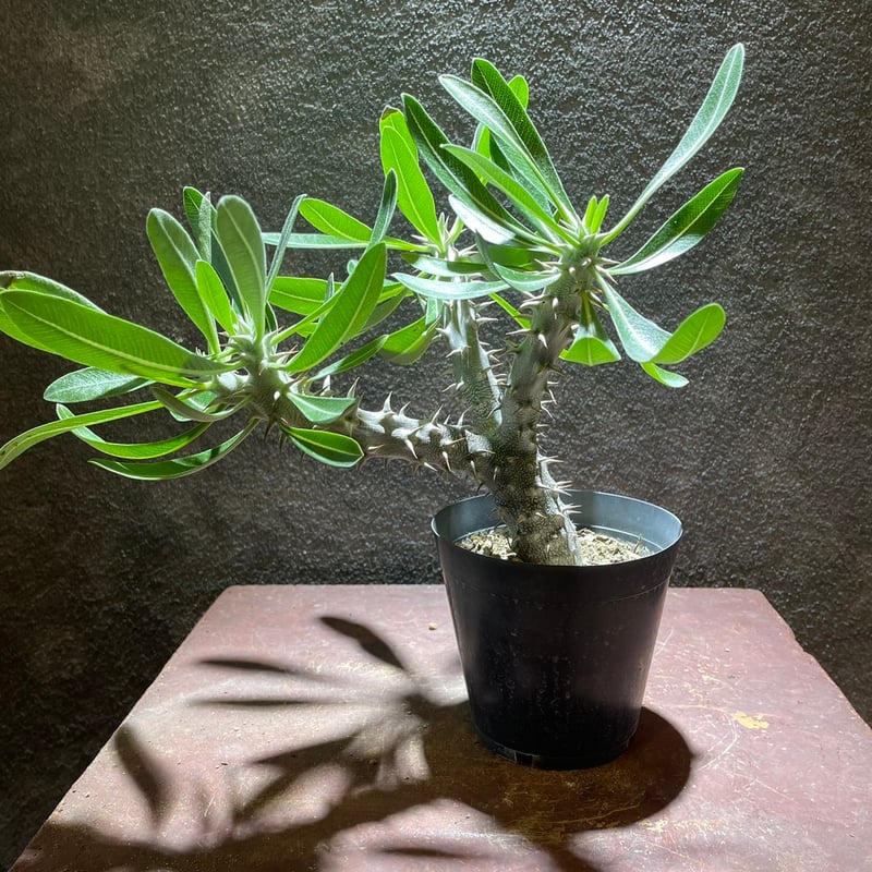 パキポディウム・デンシフローラム | GABA