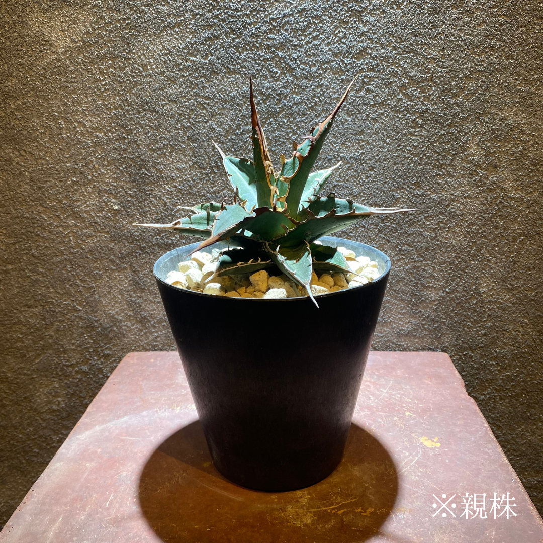 OSP育成株】【発根済み子株】裏棘パープ帝釈天 | GABA