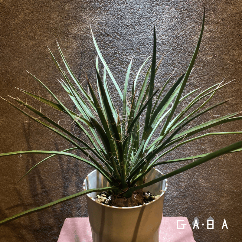 k*u様 ユッカ　ロストラータ　ダブルヘッド　分頭　観葉植物　リュウゼツラン　パ k*u様 ユッカ ロストラータ ダブルヘッド 分頭 観葉植物