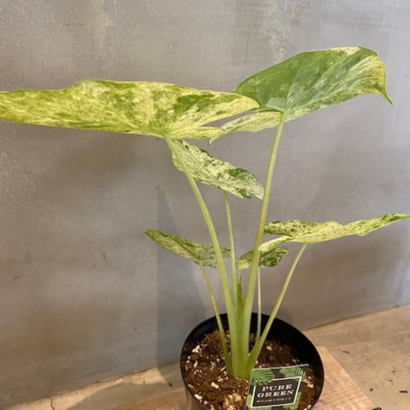 その他観葉植物 Alocasia portora Variegata その他観葉植物 Alocasia Portora Alocasia Portora Albo