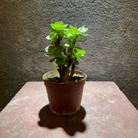 モロコエンシス