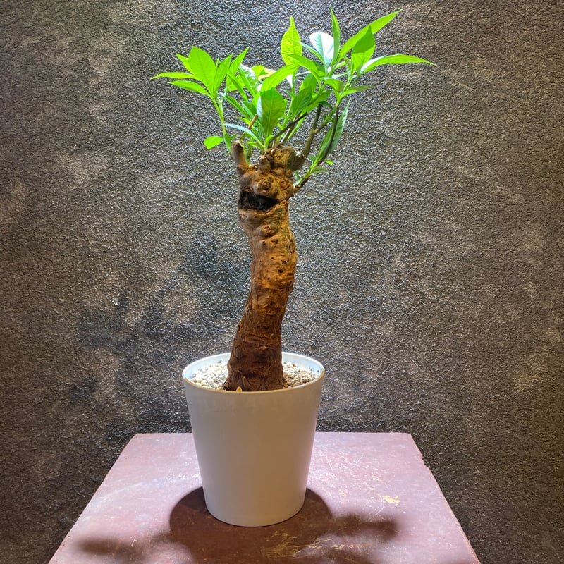 最終値下げ　バオバブ　10年管理　引き取り限定　福岡　久留米 最終値下げ バオバブ 10年管理 引き取り限定 福岡 久留米 バオバブ | GABA