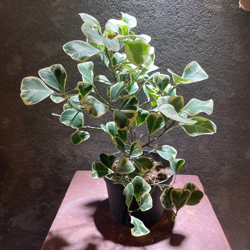 フィカス斑入り　スイートハート フィカス・スイートハート | GABA