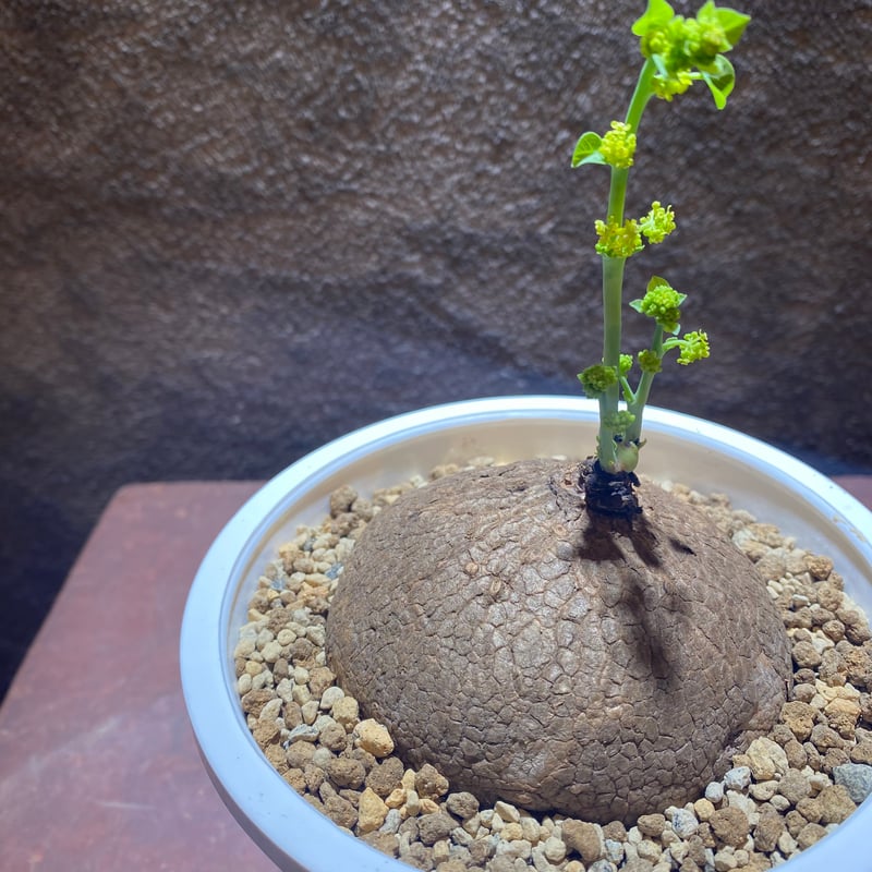 【特大】ステファニア エレクタ ステファニア・エレクタ | 塊根植物 | コーデックス - 観葉植物