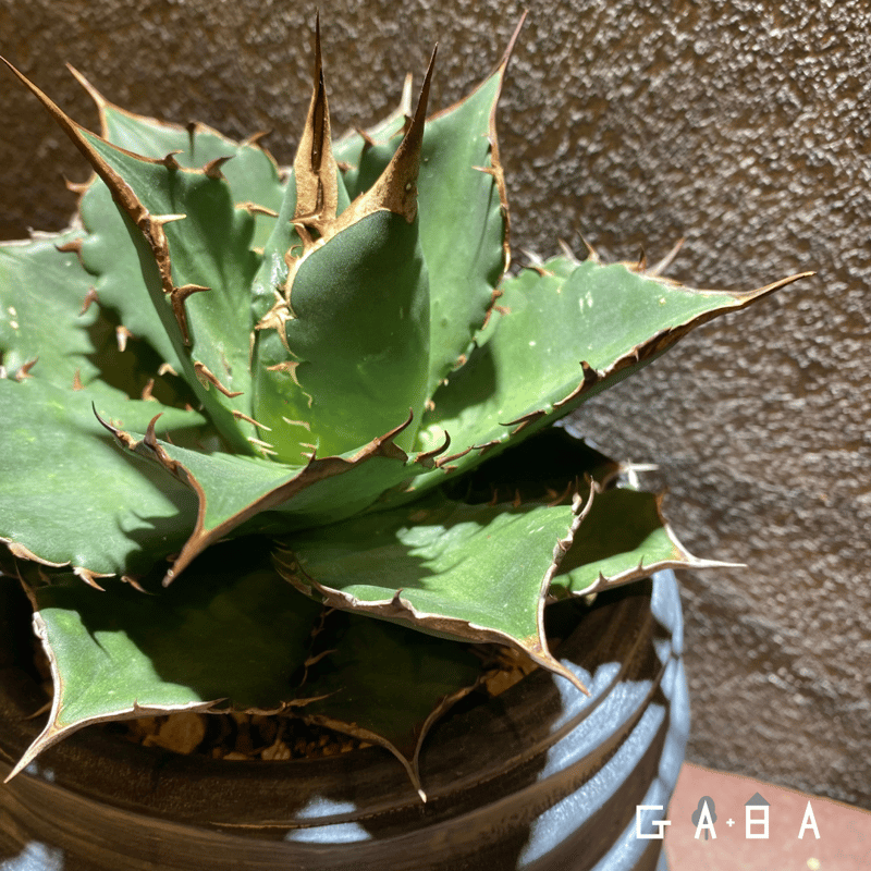 OSP育成株】アガベ・ヤバノタ（鉢植込みSet） | GABA