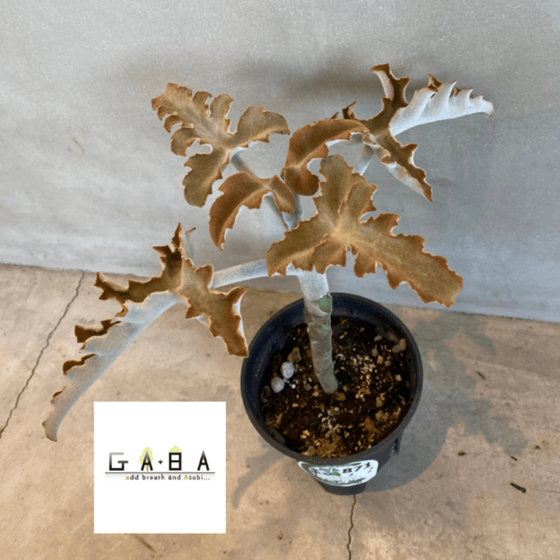 【現品】カランコエ・ベハレンシス　流通名：仙女の舞（せんにょのまい）9号鉢　ま７ 現品】カランコエ・ベハレンシス 流通名：仙女の舞（せんにょの