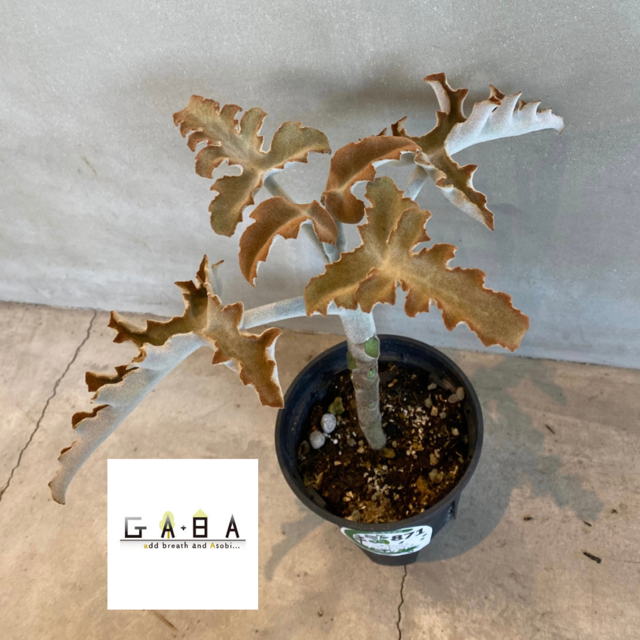 カランコエ 仙女の舞 | GABA