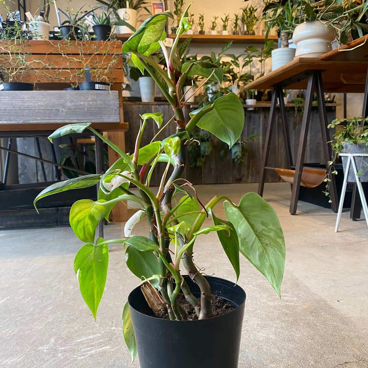 ２つです‼️【太茎‼️】フィロデンドロン　ホワイトプリンセス　茎③ 斑入り　希少人気 2つです‼️【太茎‼️】フィロデンドロン ホワイトプリンセス 茎③