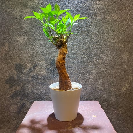 バオバブ