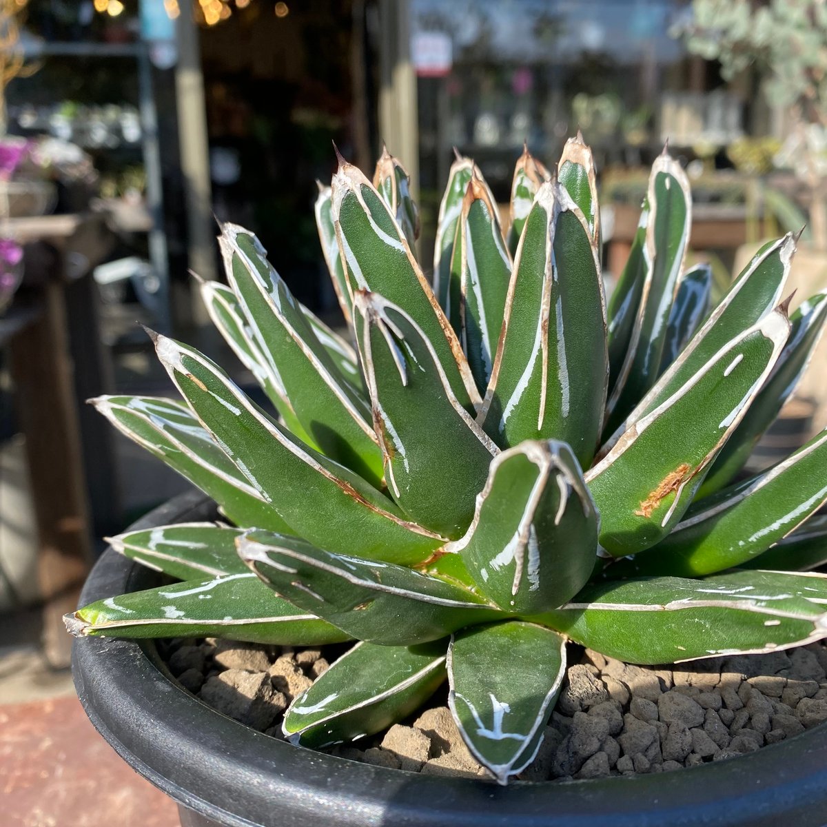 【鉢植え32cm★姫笹の雪】アガベ・ビクトリアエ・レギナエ（現物） 鉢植え32cm☆姫笹の雪】アガベ・ビクトリアエ・レギナエ（現物） 楽天