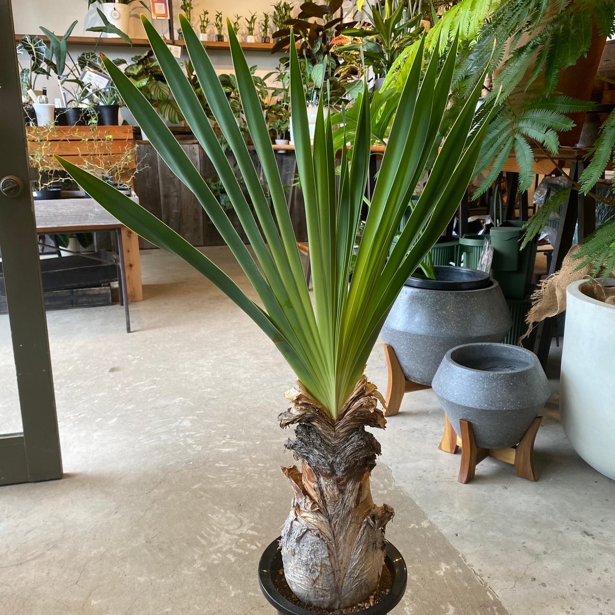 【現品】 ブーファン・デスティチャ（ブーファン・デスティカ）　6号　４C番 現品】 ブーファン・デスティチャ（ブーファン・デスティカ） 6