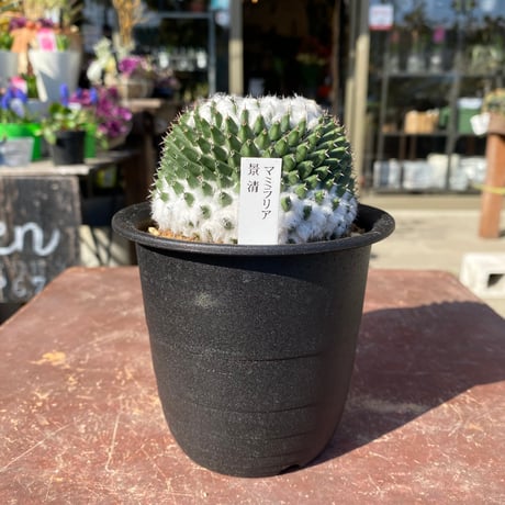 バオバブの木 コーデックス kikyo woods garden / その他植物