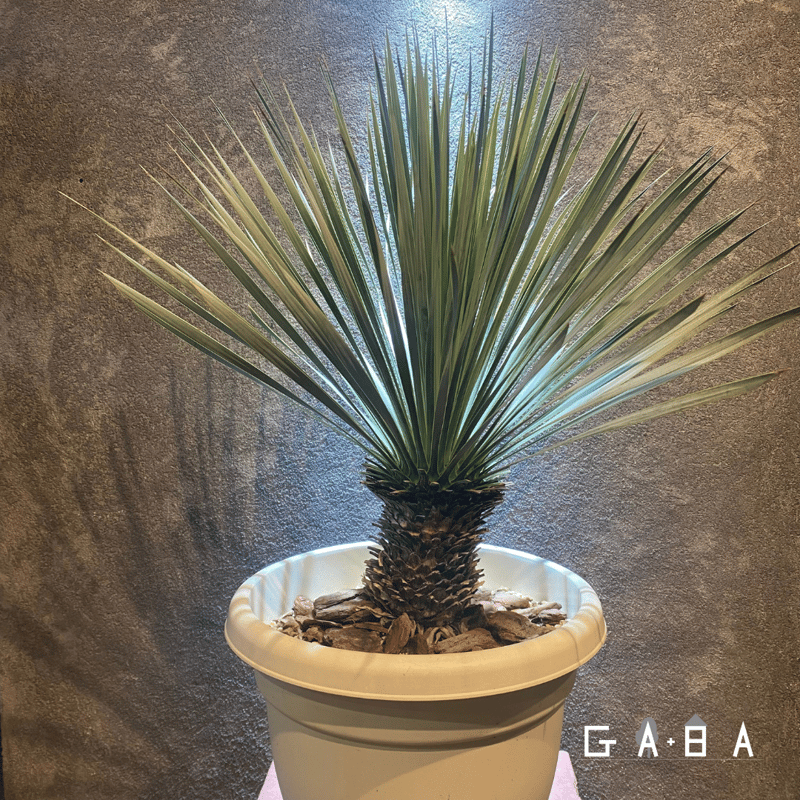 ユッカ・ロストラータ | GABA