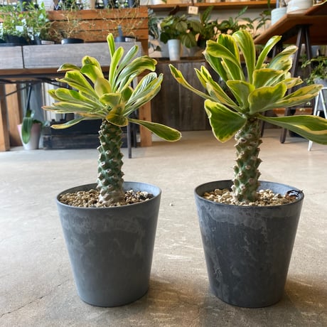 希少 多肉植物全書 (パキポディウム チタノタ アガベ 希少 多肉植物全書 (パキポディウム チタノタ アガベ