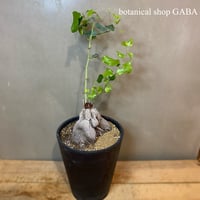 亀甲竜