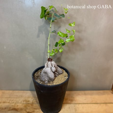冬型塊根植物 | STORES