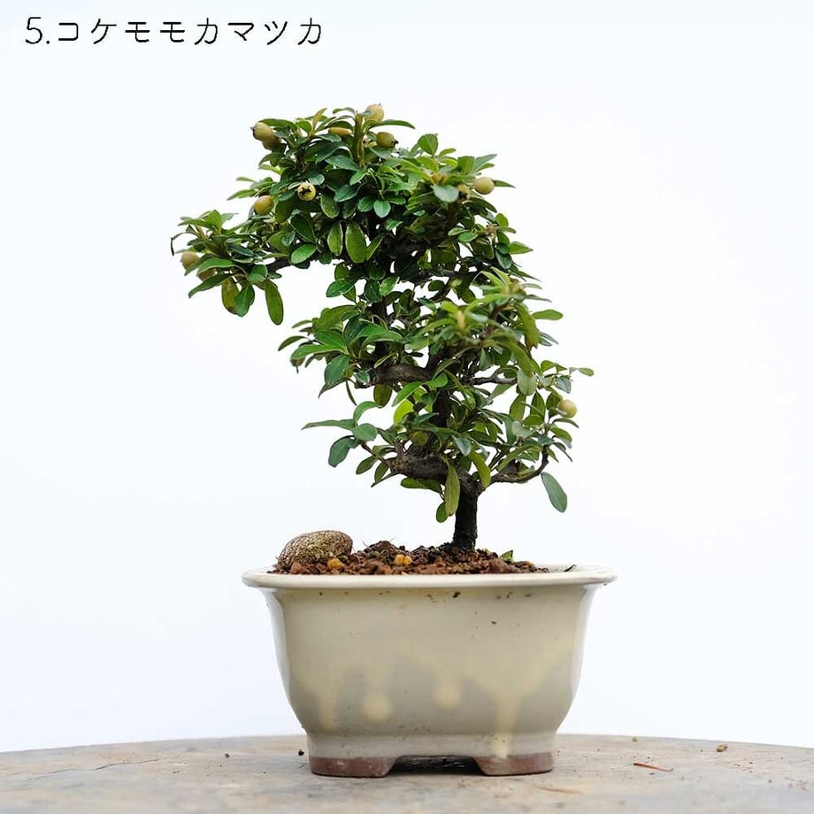 613aecba784e3f198c7409db