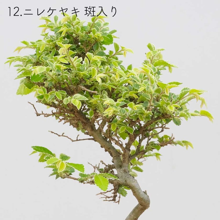 613aecba784e3f198c7409db