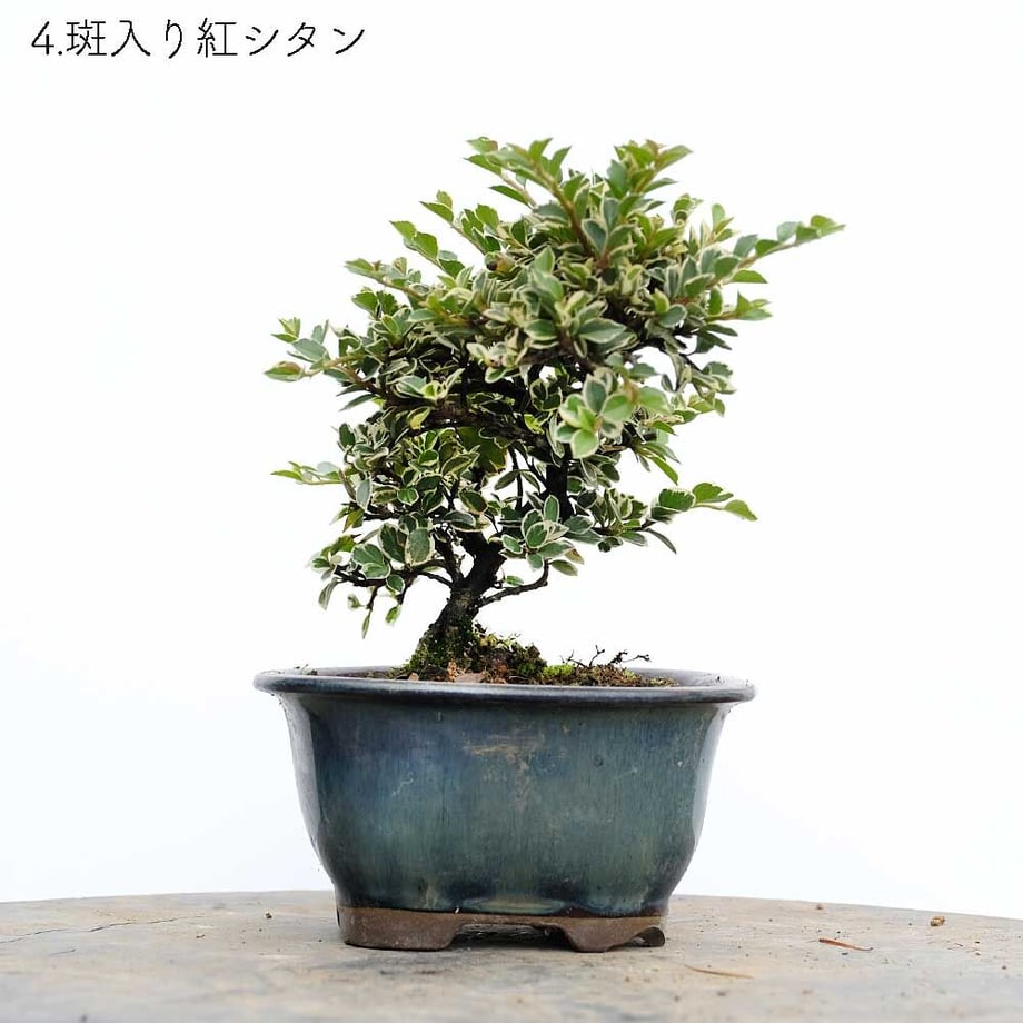 613aecba784e3f198c7409db